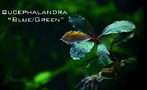 Купить Буцефаландра Bucephalandra sp. Blue Green, №15  с доставкой по Украине
