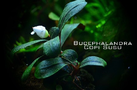 Купить Буцефаландра Bucephalandra sp. Copi Susu, №70 с доставкой по Украине
