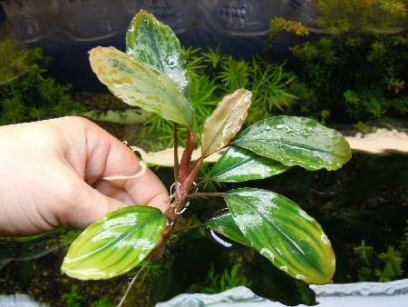   Bucephalandra sp. montleyana semuntai    