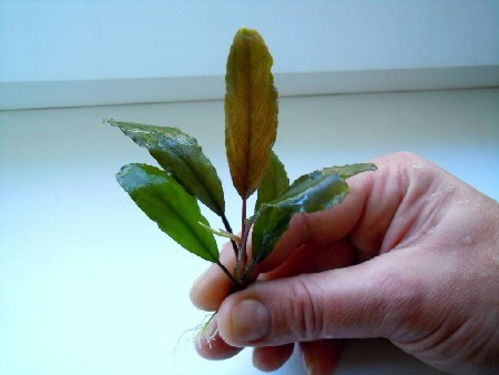   Bucephalandra sp."Gigant Wavy Leaf    
