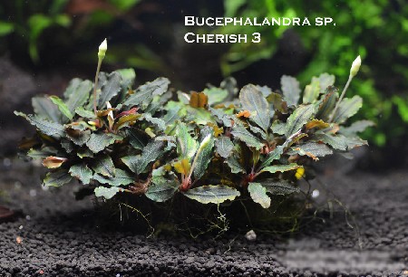  Bucephalandra sp. Cherish III    