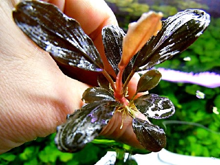   Bucephalandra sp. Brownie Pixy    