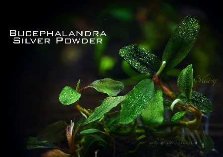   Bucephalandra sp. Silver Powder, West Kalimantan , 2    
