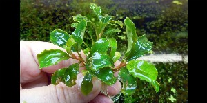  Bucephalandra sp. Sintang 2006, 5     