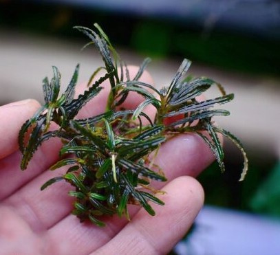  Bucephalandra belindae, P. Boyce, 2011, 9    