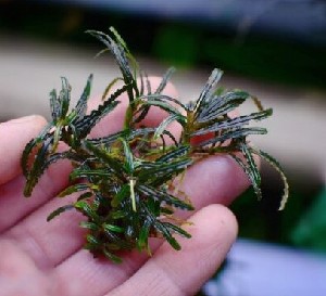  Bucephalandra belindae, P. Boyce, 2011, 9     