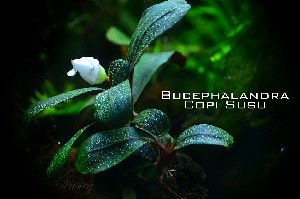 Купить Буцефаландра Bucephalandra sp. Copi Susu, №70  с доставкой по Украине