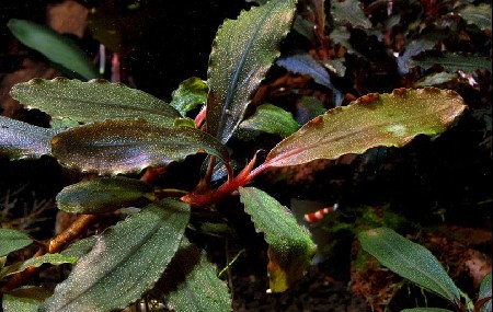   Bucephalandra sp. #4, Daerah Malawi, 14    