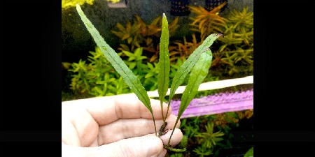   Bolbitis sp.Long leaf    
