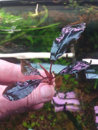   bucephalandra sp. bungan    
