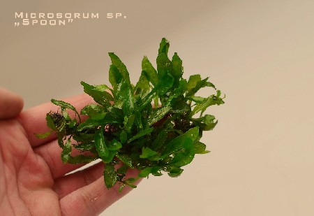   Microsorum sp. spoon    