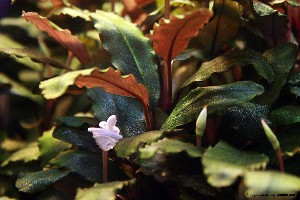Купить Bucephalandra sp.Copper Leaf  с доставкой по Украине