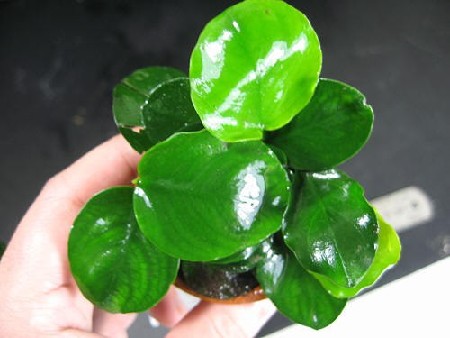 Anubias Round Leaf    