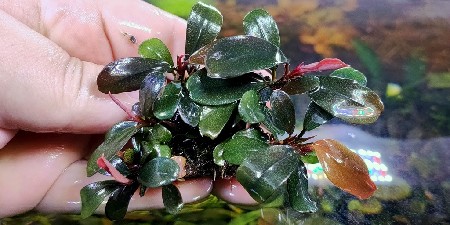  Bucephalandra sp. D2, Kalimantan    