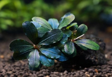  Bucephalandra sp. Black Hades    