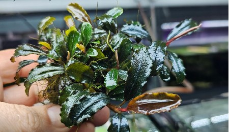  Bucephalandra sp. Esmeralda Red    