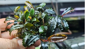  Bucephalandra sp. Esmeralda Red     