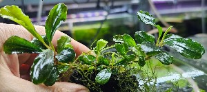  Bucephalandra sp. Brownie Phantom Green     