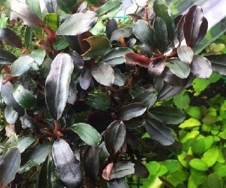  Bucephalandra sp. Ulysses, Central Kalimantan    