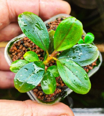  Bucephalandra sp. Pandora Queen    