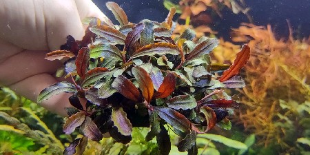  Bucephalandra sp. Esmeralda Red    