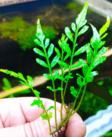 Bolbitis sp.Tamarind Leaf    