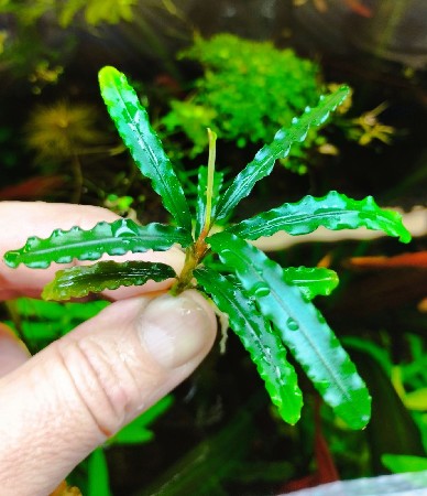  Bucephalandra sp. Blue Gaia     