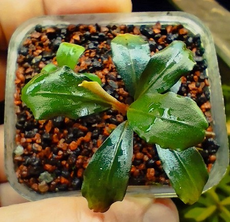  Bucephalandra sp.Brownie Helena    