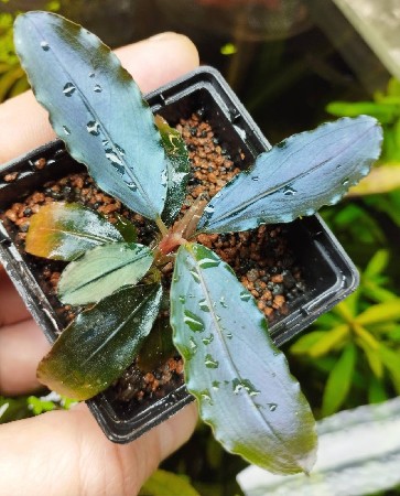  Bucephalandra sp.Brownie Violet    