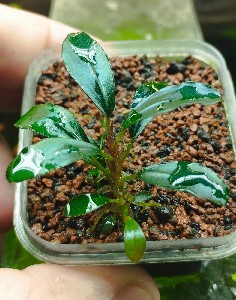  Bucephalandra sp.Green vlle     