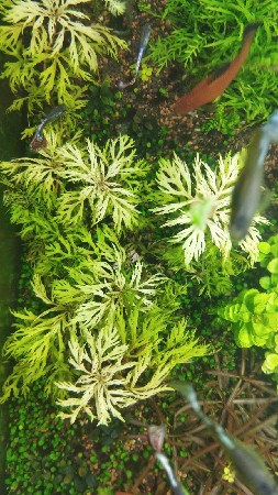 ������ Hyptis laciniata � ��������� �� �������