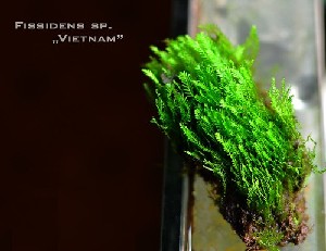   Fissidens sp. Vietnam     
