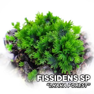   Fissidens sp. Lhaha forest     