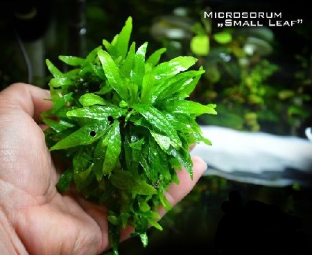   Microsorum sp. Small Leaf    